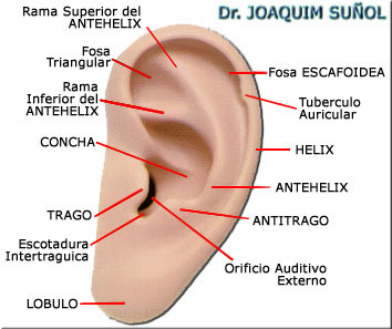 Anatomia de la Oreja - Dr. Joaquim Suñol - Cirugia Estetica - Barcelona