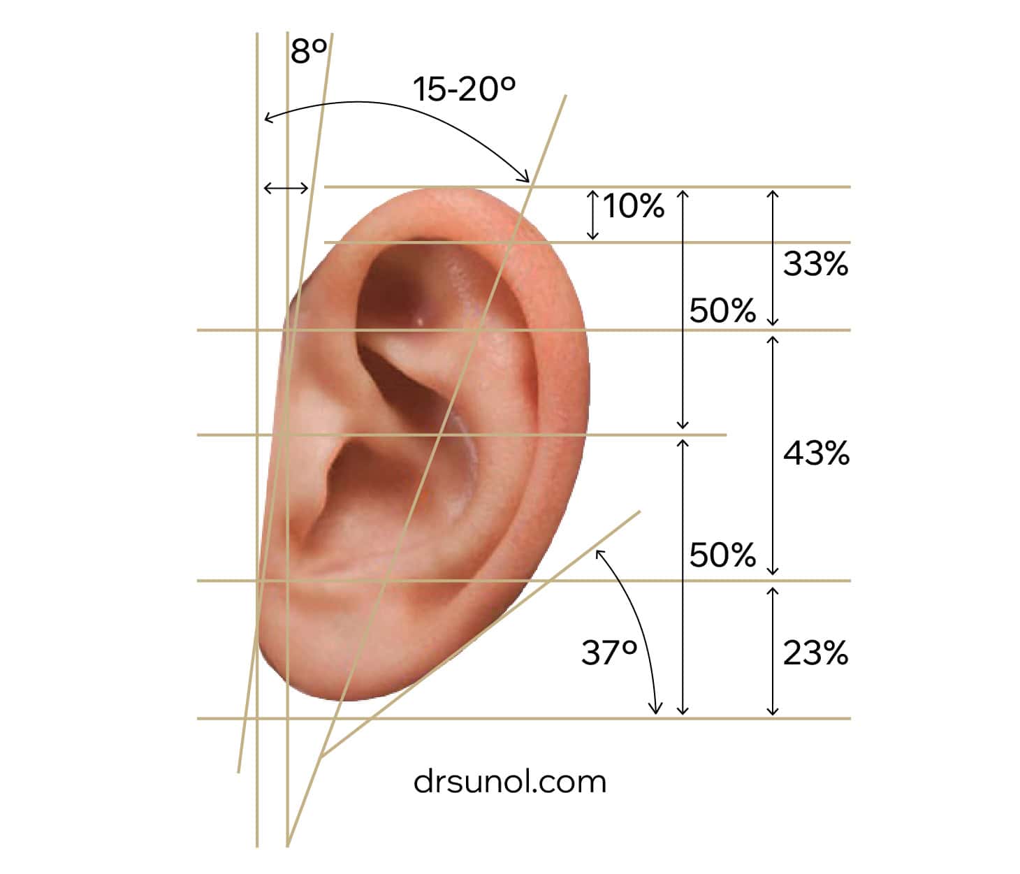ear anatomy ear anatomy