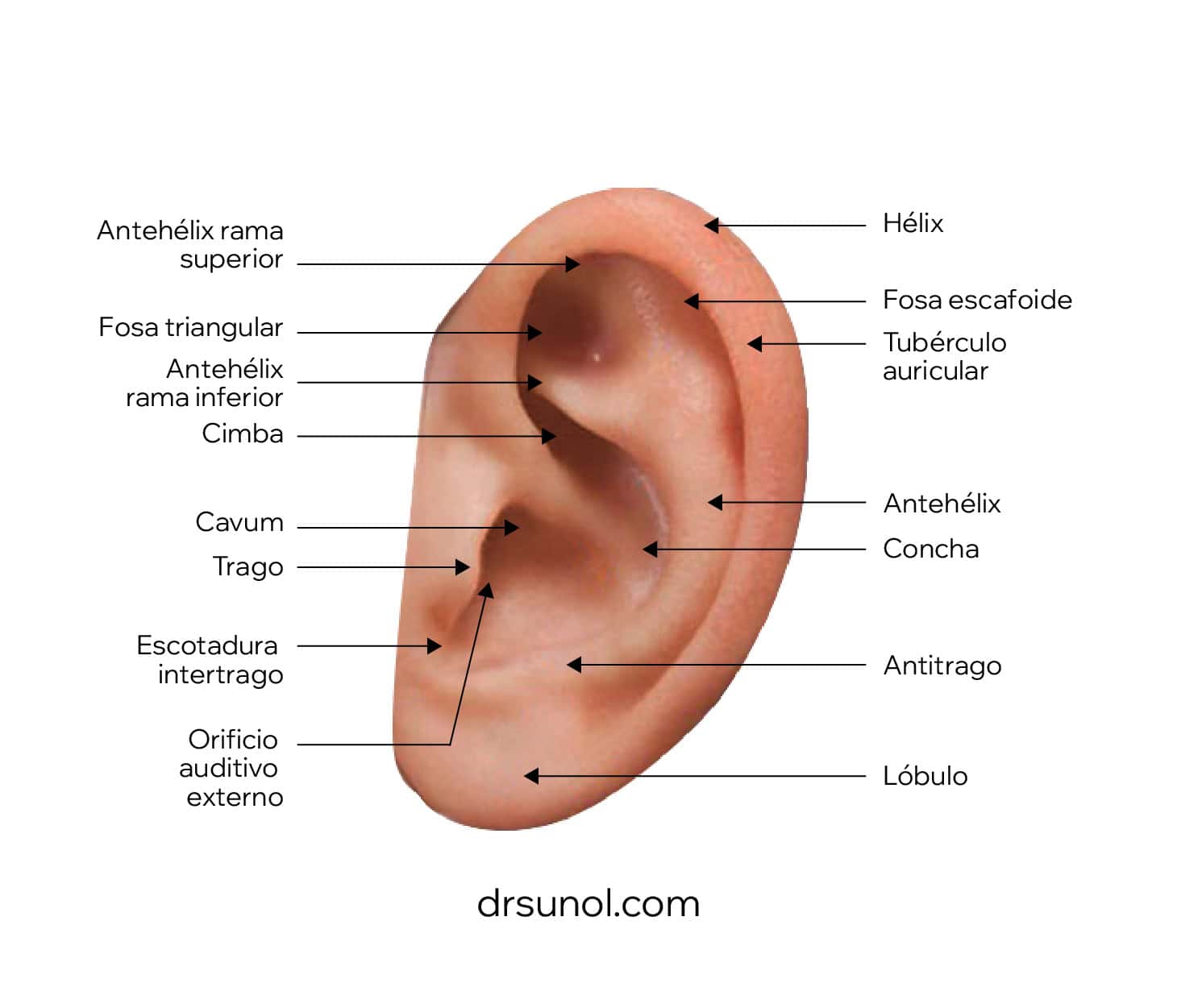 anatomia orejas operacion otoplastia
