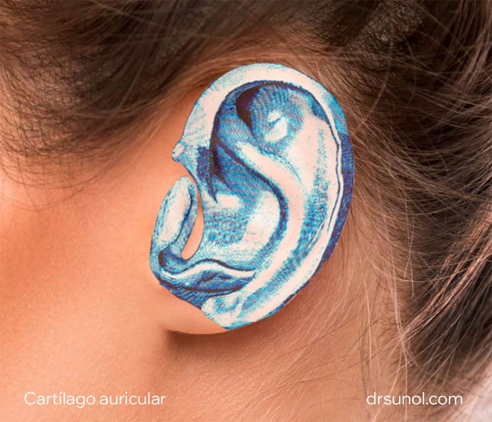 oreja anatomía