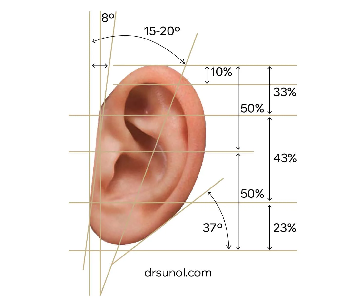 anatomia oreja